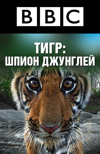 BBC: Тигр – Шпион джунглей (2008) постер