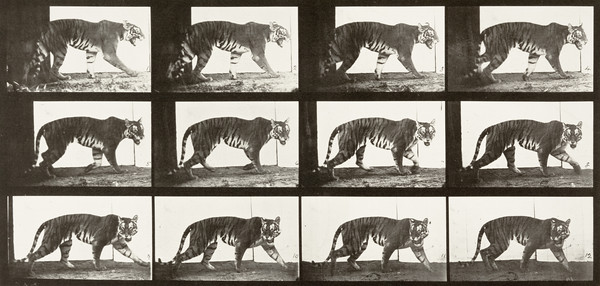 Tigress Walking (1887) постер