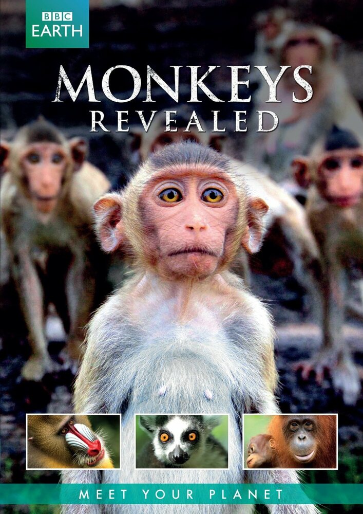 Всё о мире обезьян (2014) постер